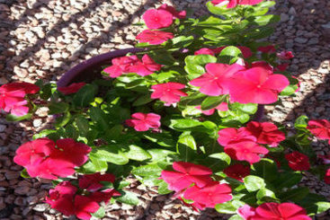 Hotel Travelodge Phoenix Downtown  | Phoenix | Arizona | United States 4