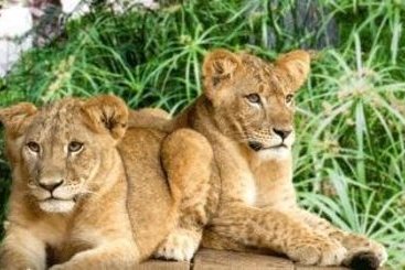 Hotel Best Western Victoria Inn & Suites  | Victoria | Texas | United States 16