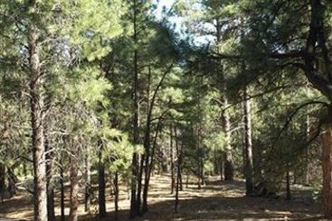 Whispering Pines Inn  | Flagstaff | Arizona | United States 6