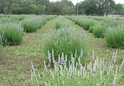 Hotel Chantilly Lace Country Inn  | Johnson City | Texas | Hotel negli Stati Uniti 4