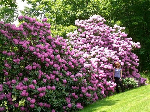 Whistler's Inn Bed & Breakfast  | Lenox | Massachusetts | Hotel negli Stati Uniti 12