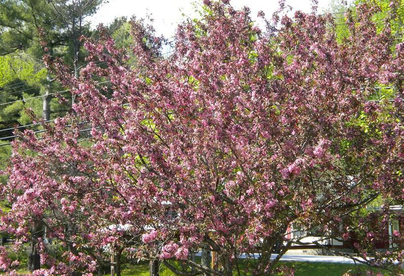 Bed and Breakfast Bears Lair Inn  | Stowe | Vermont | United States 17