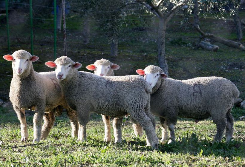 Hotel Rural Las Monteras  | Villanueva del Rey | Córdoba | España 20
