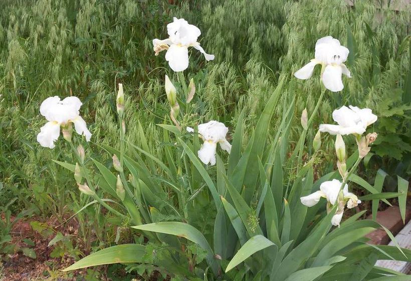 Bed and Breakfast Bed&Breakfast Paducah  | Paducah | Kentucky | United States 13