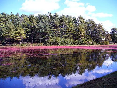 Bed and Breakfast Cranberry Gardens Inn  | Wareham | Massachusetts | Hotel negli Stati Uniti 13
