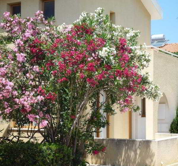 Natura Beach Hotel & Villas  | Polis | Paphos | Cyprus 2