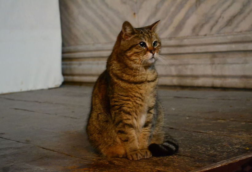 Hotel Bern  | Istanbul | Istanbul | Turkey 4