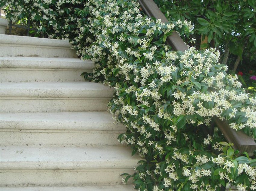 Hotel Incirliev  | Alacati | Izmir | Turkey 1