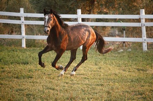 Hotel Kemal Bey Range  | Urla | Izmir | Türkei 5