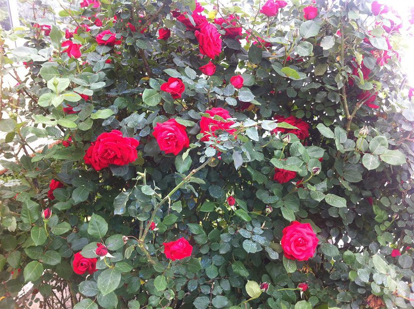 Hotel Atamer  | Gemlik | Bursa | Turkey 1