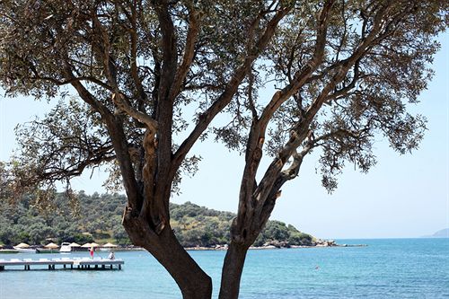 Hotel Med-inn Boutique  | Gulluk | Mugla | Turkey 5
