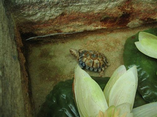 Hotel Gabriel Traditional House  | Kato Drys | Larnaca | Cyprus 7