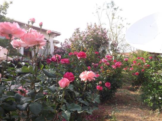 Paradise Bungalows  | Kyrenia | Kyrenia | Cyprus 13