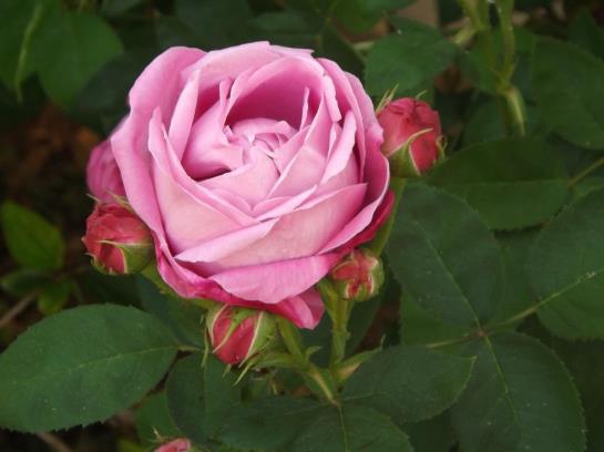 Paradise Bungalows  | Kyrenia | Kyrenia | Cyprus 20