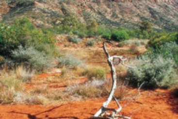 Mercure Alice Springs Resort | Alice Springs | Northern Territory | Australia 16