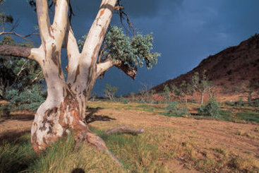 Mercure Alice Springs Resort | Alice Springs | Northern Territory | Australia 17