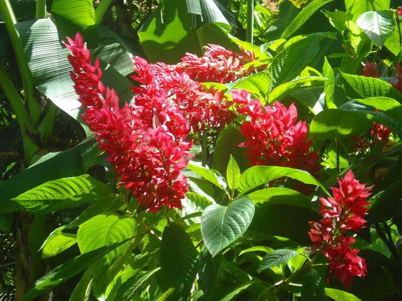Hotel Pousada Tia Glória  | Morro de são Paulo | Bahia | Brasil 7