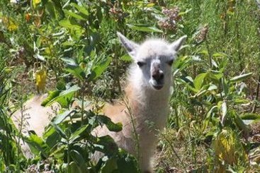 Hotel Comfort Inn Sault Ste. Marie | Sault Sainte Marie | Ontario | Canada 18