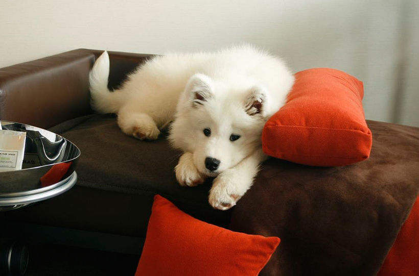 Hotel Inn At Laurel Point | Victoria | British Columbia | Canada 16