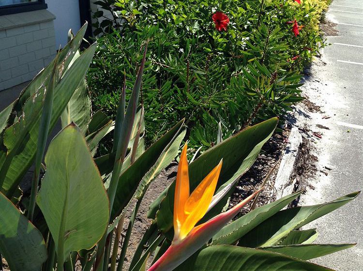 Hotel Ace Motor Inn | Albany | Western Australia | Australia 13