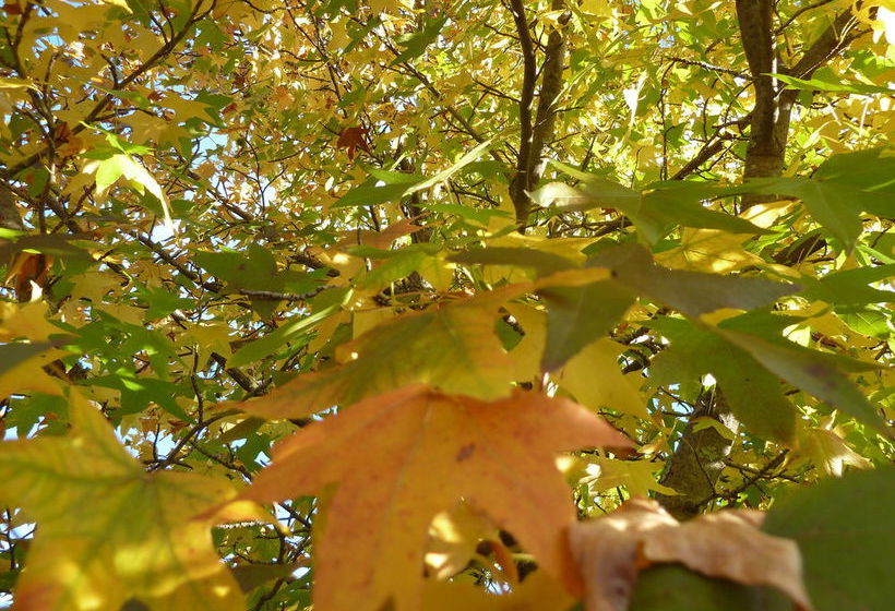 Hotel Best Western Beechworth Motor Inn | Beechworth | Victoria | Australia 11