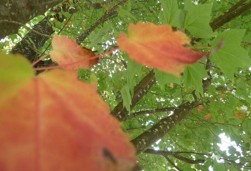 Hotel Best Western Beechworth Motor Inn | Beechworth | Victoria | Australia 16