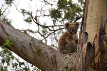 Best Western Apollo Bay Motel and Apartments | Apollo Bay | Victoria | Australia 18