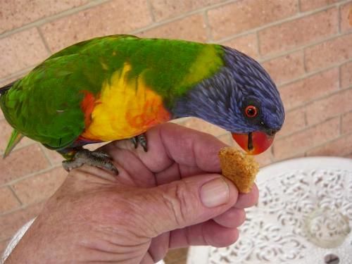 Bridge Motel Batemans Bay Nueva Gales del Sur