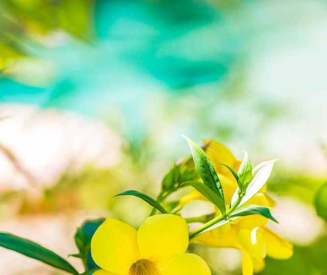 Melaleuca Resort Palm Cove | Palm Cove | Queensland | Australia 11