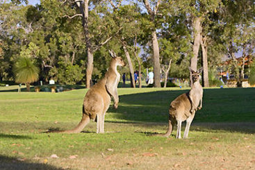 Novotel Swan Valley Vines Resort | Upper Swan | Western Australia | Australia 8
