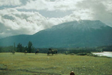 Hotel White Wolf Inn Hinton | Hinton | Alberta | Canada 12