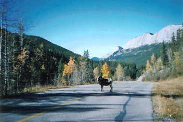 Hotel White Wolf Inn Hinton | Hinton | Alberta | Canada 13