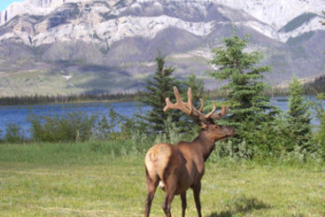 Hotel White Wolf Inn Hinton | Hinton | Alberta | Canada 14