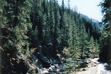 Hotel White Wolf Inn Hinton | Hinton | Alberta | Canada 15