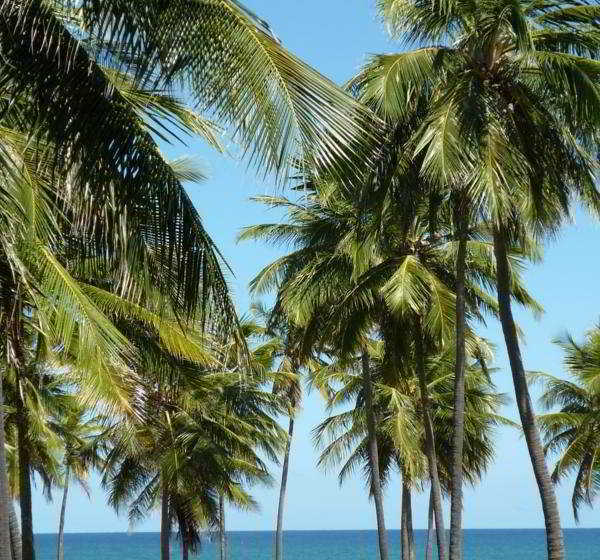 Hotel Sauipe Class  | Costa do Sauipe | Bahia | Brasil 1