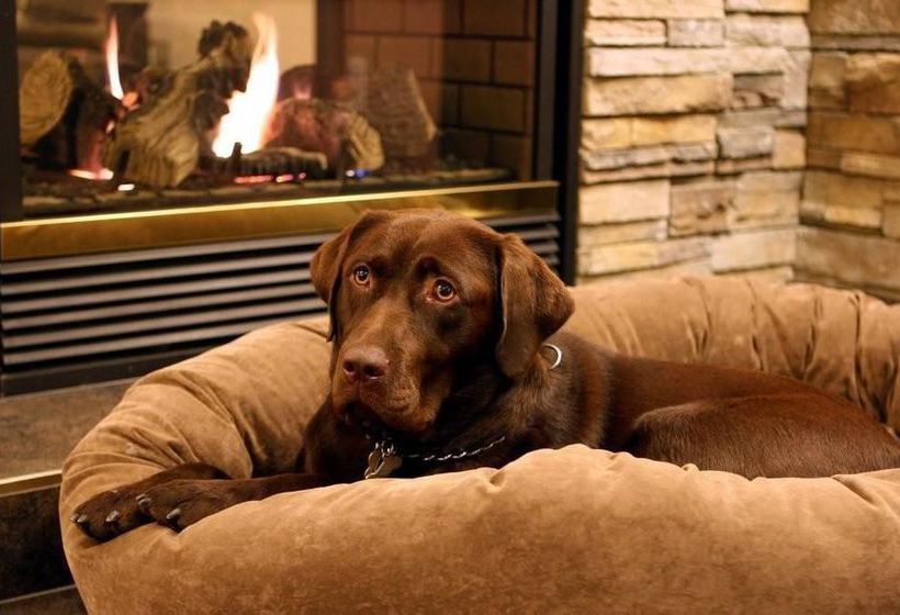 Hôtel Best Western Chocolate Lake | Halifax | Nouvelle-écosse | Hôtels au Canada 8