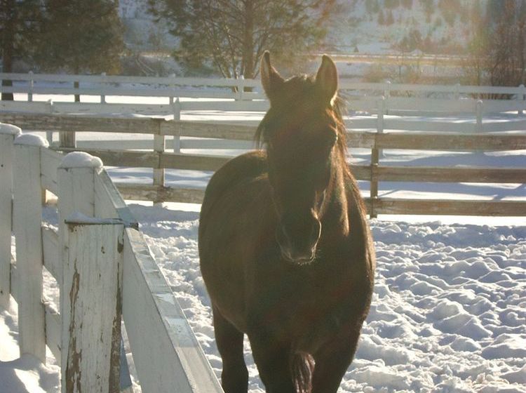 Hotel South Thompson Inn & Conference Centre | Kamloops | British Columbia | Canada 3