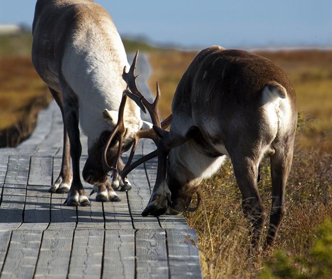 Hotel Gite Du Mont Albert | Sainte Anne des Monts | Quebec | Canada 20