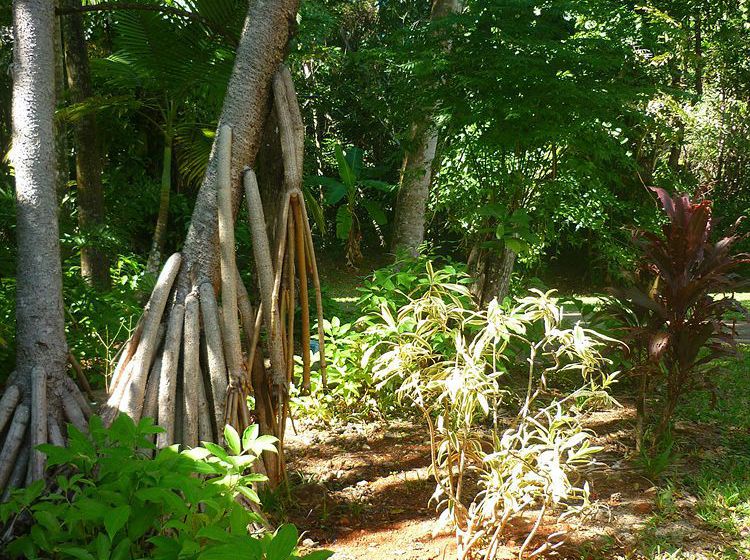 Hotel Ferntree Rainforest Lodge | Cape Tribulation | Queensland | Australia 1