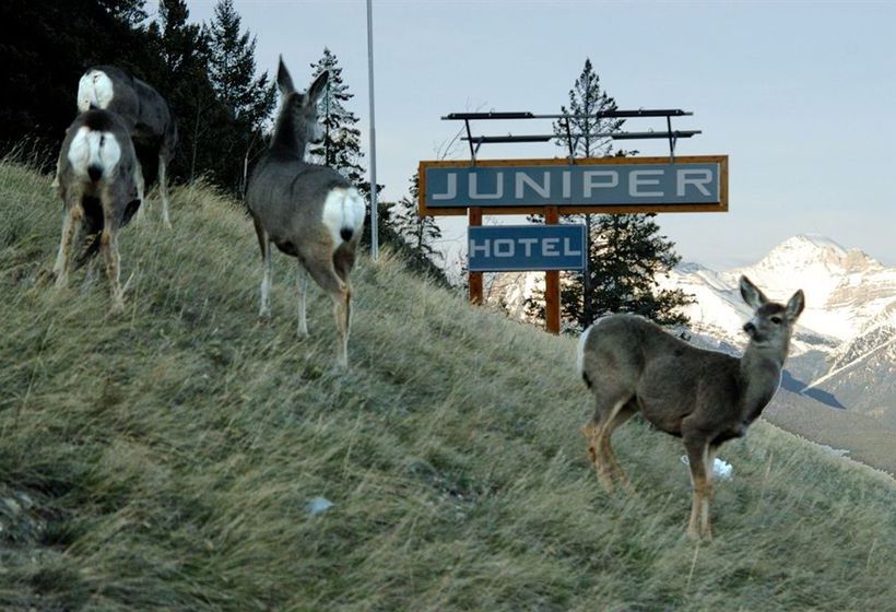 The Juniper Hotel | Banff | Alberta | Canada 12