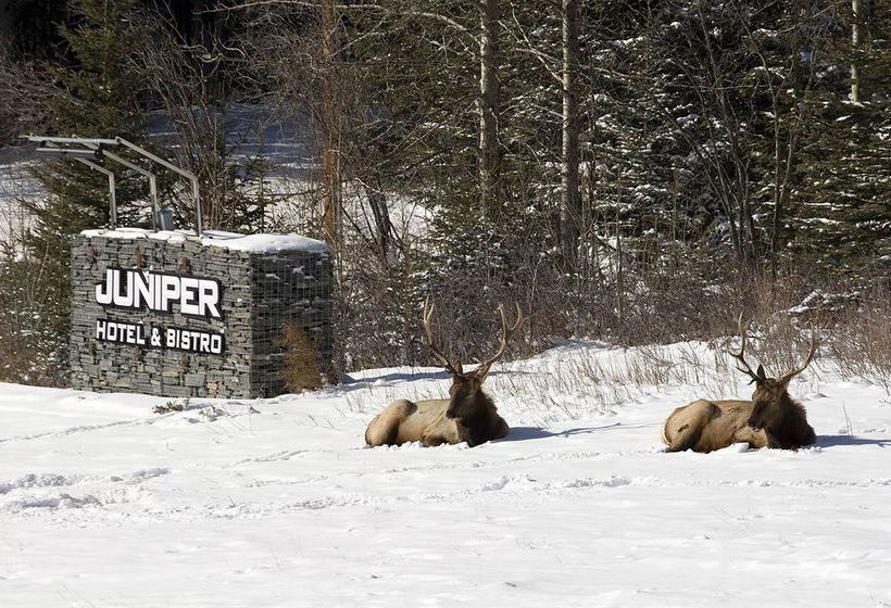 The Juniper Hotel | Banff | Alberta | Canada 5
