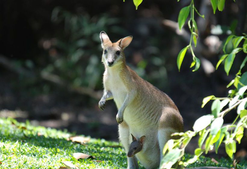 Hotel Sanctuary | Palm Cove | Queensland | Australia 14