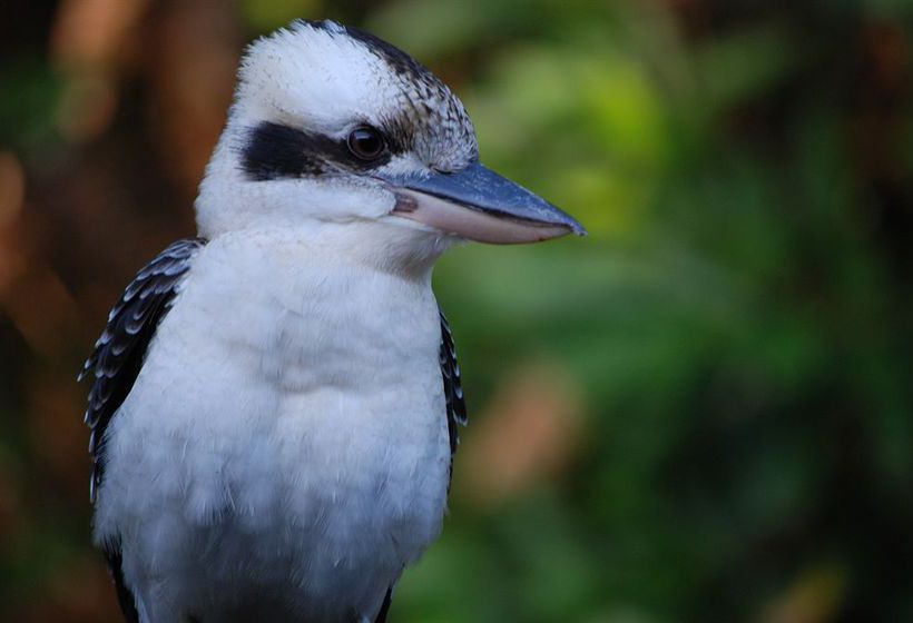 Hotel Sanctuary | Palm Cove | Queensland | Australia 18