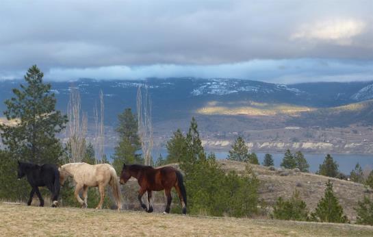 Royal Bed & Breakfast | Penticton | British Columbia | Canada 13