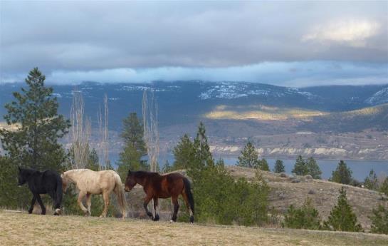 Royal Bed & Breakfast | Penticton | British Columbia | Canada 4