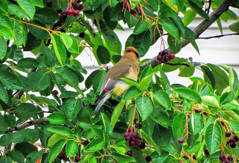 Hotel Amsterdam Inn Fredericton | Fredericton | New Brunswick | Canada 16