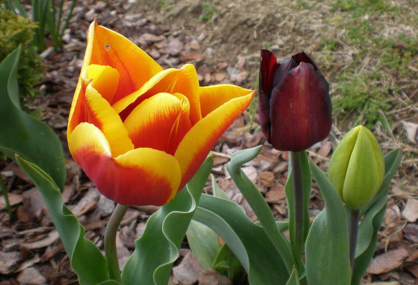 Motel White Lanterns | Armidale | New South Wales | Australia 1