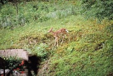 Hotel Au Bois Jolit | Mont Tremblant | Quebec | Canada 11