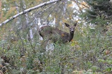 Hotel Au Bois Jolit | Mont Tremblant | Quebec | Canada 14
