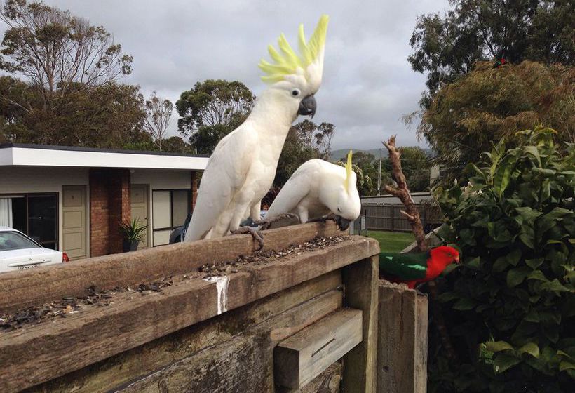 Motel Marengo | Apollo Bay | Victoria | Australia 14
